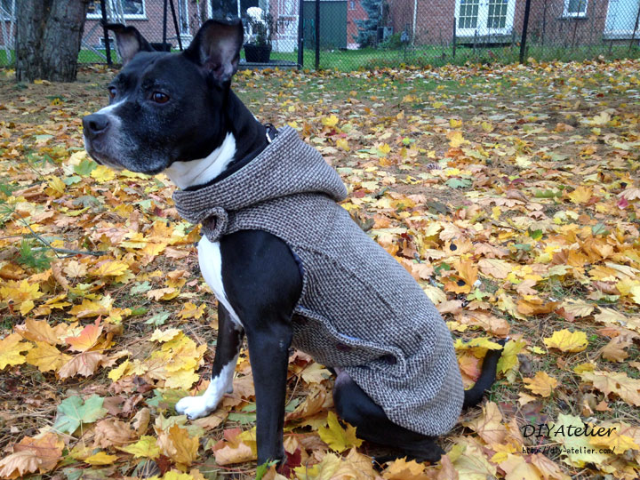 dog_coat08
