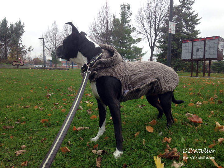 dog_coat10