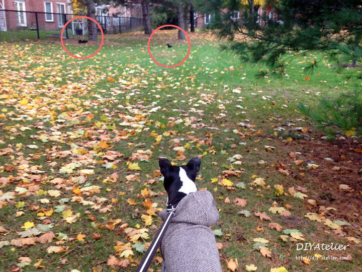 dog_coat11