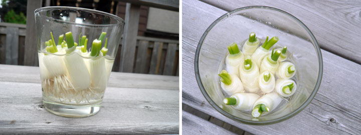 green_onions03